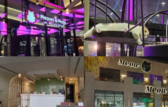 Best Cat Cafes in Riyadh
