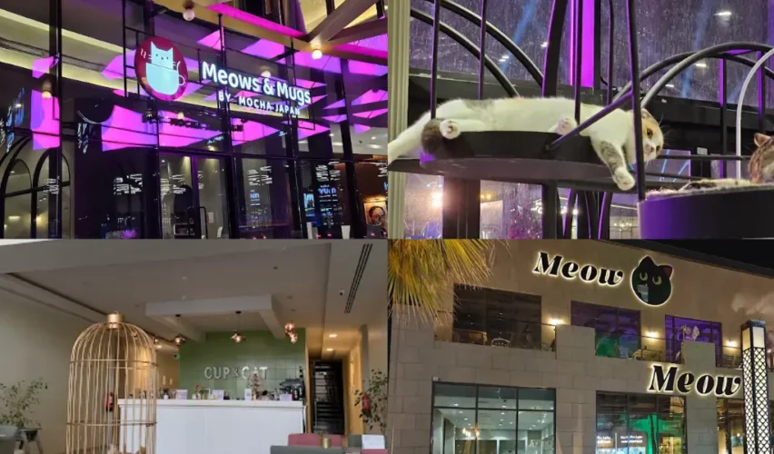 Best Cat Cafes in Riyadh